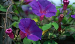 牵牛花一年开花几次 牵牛花只能开一次吗