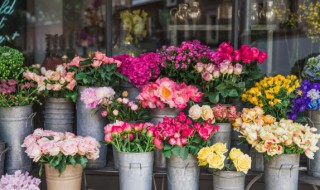 一帆风顺适合在室内养吗 一帆风顺花适合室外养吗