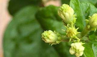 茉莉花适合在室内养吗 双色茉莉花适合在室内养吗