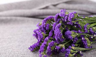 勿忘我插花要放水吗 勿忘我花插花加不加水