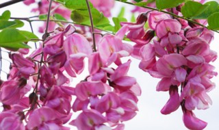 紫藤树苗怎么种植 紫藤树苗怎么种法