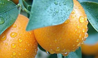 金桔适合在室内养吗 金桔适合在室内养吗,合风水吗