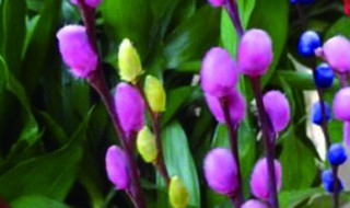 银柳怎么种植 银柳的养殖方法