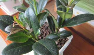 橡皮树怎么种植 橡皮树怎么种植新苗