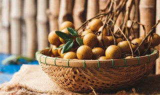 桂圆种子怎么种植 桂圆种子怎么种植方法冬天