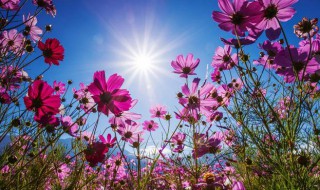 格桑花种子怎么种植(格桑花种子怎么养)