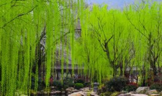 柳树怎么种植 柳树怎样种