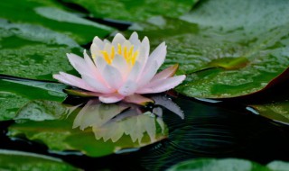 莲花怎么种植（莲花怎么种植方法视频）