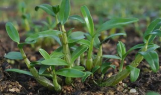 鲜石斛发芽怎么种植（石斛发芽了怎么种）