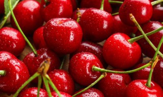 樱桃树怎么种植（樱桃树苗怎么种植方法）