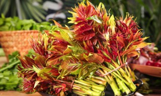 香椿苗怎么种植(香椿苗怎么种植视频)