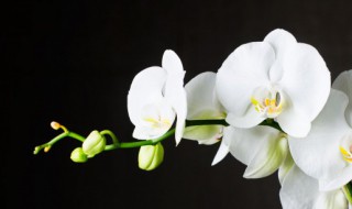 怎么种植兰花 怎么种植兰花成活率高