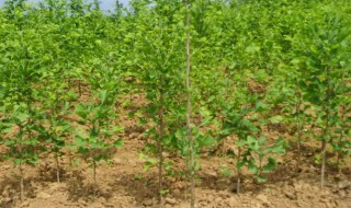 银杏树怎么种植(银杏树怎么种植方法视频)