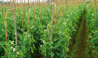 荷兰豆怎么种植（荷兰豆怎么种植,什么时候种,施什么肥）