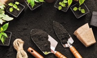 虞美人花怎么种植 虞美人怎么种植花苗