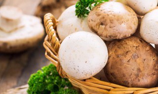 蘑菇是怎么种植的（蘑菇是怎么种植的视频）