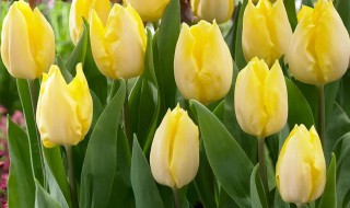 怎么种植郁金香 怎么种植郁金香种球