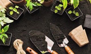 覆盆子怎么种植（覆盆子怎么种植?覆盆子的种植技术与管理）