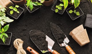 莺萝花怎么种植（莺萝花什么时候种植）