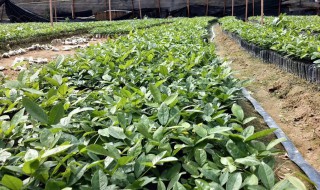 土茯苓怎么种植（土茯苓怎么种植最好）