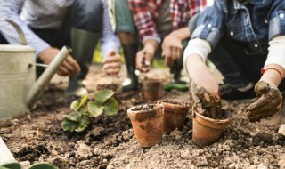 幸运三叶草怎么种植 幸运叶子是三叶草吗