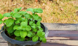 薄荷种子怎么种植 薄荷种子怎么种植?