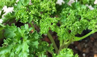 香草怎么种植方法 香草的养殖方法