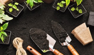 迷你对叶水草怎么种植 迷你对叶草草坪水草种子种植方法