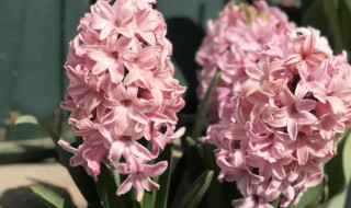 风信子怎么种植 风信子怎么种植好