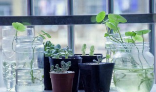 小口玻璃瓶怎么种植物 玻璃瓶可以种植物吗
