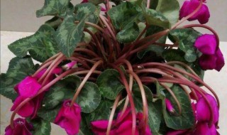 仙客来怎么种植（仙客来怎么种植养护?）