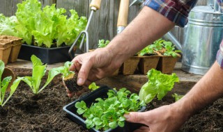 阳台种菜怎么种 阳台种菜怎么种的好