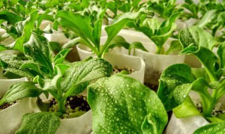 冰菜怎么种(冰菜怎么种植技术)