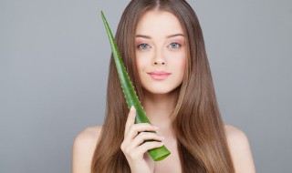 芦荟怎么种植(芦荟怎么种植长得最好?)