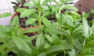 田七菜怎么种 田七苗是什么菜