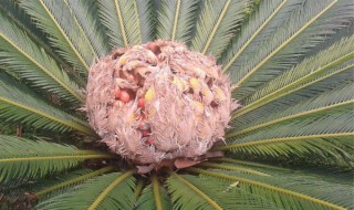 铁树球怎么种植方法（铁树小球怎么种植）