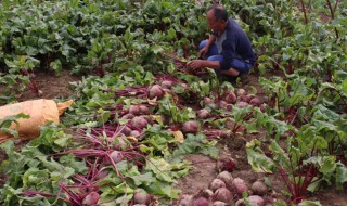 甜菜怎么种（甜菜的种植技术）