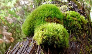 苔藓怎么种植在木头上 枯木上种苔藓