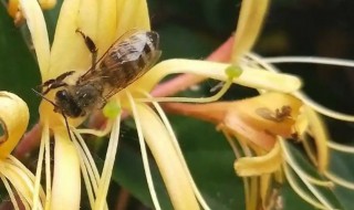 蜜蜂靠的是什么找到回家的路 蜜蜂能找到回家的路