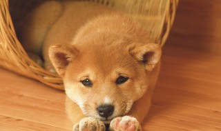 怎么去除家里狗狗臭味（家里狗臭味怎么除掉）