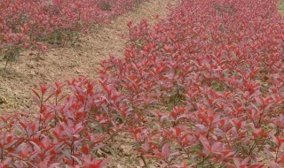 红叶石楠怎么种植 红叶石楠怎么种植才红