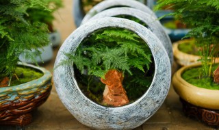 文竹该如何养殖呢 怎么样养殖文竹