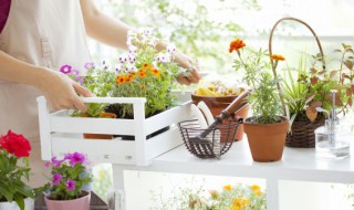 风铃草什么时候开花（紫斑风铃草什么时候开花）