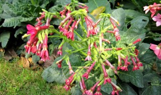 花烟草什么时候开花 烟花草在什么时候开花?