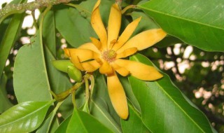 黄兰什么时候开花 黄兰花的花期