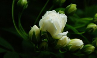 木香花什么时候开 木香花什么时候开一年开几次