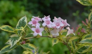 锦带花什么时候开花（锦带花花期多长时间）