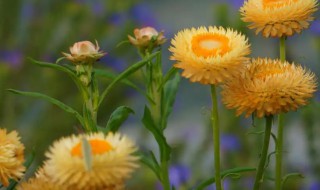 麦秆菊什么时候开花（麦秆菊花期多长时间）