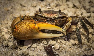 招潮蟹真的会招潮吗（招潮蟹为什么招潮）