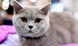 梦见被猫追咬怎么回事（梦见被猫追着咬有什么预兆吗）